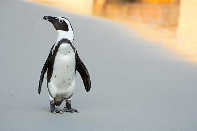 African Penguin